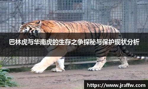 巴林虎与华南虎的生存之争探秘与保护现状分析
